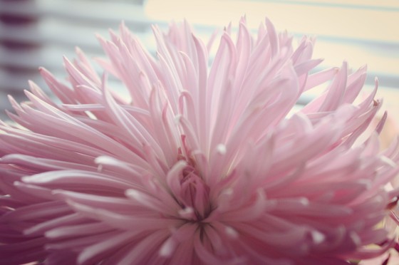 Pinkflower